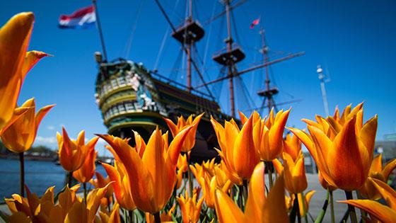 tulpenkoorts tijdens de zeventiende eeuw