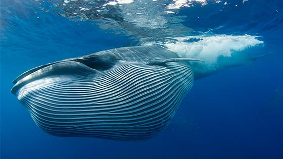 5 weetjes over de walvis