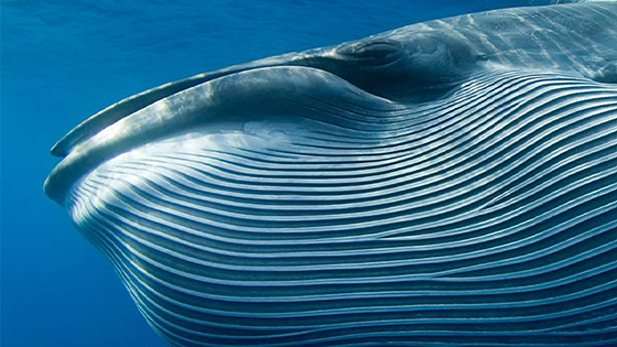 5 weetjes over de walvis