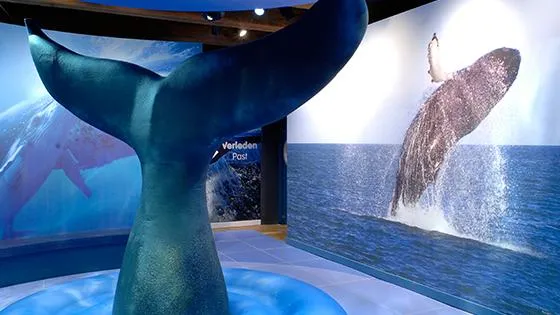 Het verhaal van de walvis