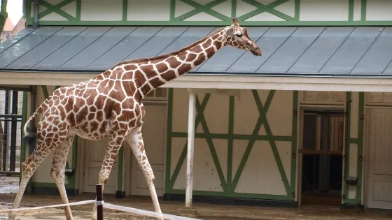 ARTIS (10 minuten lopen)
